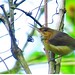Long-billed Gnatwren, Ramphocaenus melanurus, Laguna Tabacal, Bogota Birding and Colombia birdwatching tours http://bogotabirding.com/