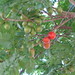 Spondias purpurea DSC07151 Frutas da seriguela