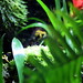 Gelbgebänderter Baumsteiger [] Yellow-banded poison dart frog