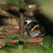 Banded Antbird - Dichrozona cincta - Orellana, Ecuador - January 11, 2006