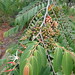 Xylopia aromatica DSC07278 Flores, frutas e sementes de Pimenta-de-macaco ou Xylopia aromatica, em Uberlândia MG perto da linha férrea