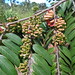 Xylopia aromatica DSC07280 Frutas de Pimenta-de-macaco ou Xylopia aromatica, em Uberlândia MG perto da linha férrea