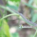 Brown vine-snake (Oxybelis aeneus)