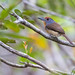 Rufous-capped Nunlet