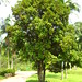Grumixama (eugenia brasiliensis) IN DANGER. Brazilian native. Jardim botanico sao paulo