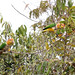 White-bellied Parrots