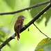 Amazonian Plain Xenops