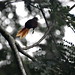 Plain-crowned, White-lored or Maranon Spinetail