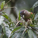Conure versicolore - Painted Parakeet
