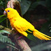 Golden Parakeet (Guaruba guarouba)