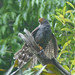 prob. Barred Forest Falcon