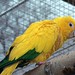 Queen of Bavaria's Conure