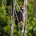 Tauató-pintado | Azor Ventrigrís | Grey-bellied Hawk (Accipiter poliogaster)