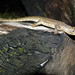 Diving Lizard - Uranoscodon superciliosus full body