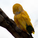 Golden conure