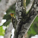 Yellow-throated Woodpecker fem.