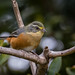 Quete - Buff-throated Warbling-Finch (Poospiza lateralis)