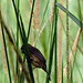 Lesser Seed-finch, Oryzoborus angolensis