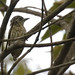Bar-breasted Piculet_17-09-21_Picumnus aurifrons