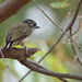 Bar-breasted Piculet_17-09-22_Picumnus aurifrons