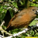 Lesser Seed-finch, Oryzoborus angolensis