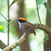 Black-cheeked Gnateater male