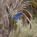 Lear's Macaw_Anodorhynchus leari