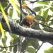 Curl-crested Araçari  / Arasari Encrespado (Pteroglossus beauharnaesii) en Manu Birding Lodge, Madre de Dios