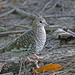 Scaled dove - Columbina squammata