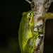 Pererequinha-verde (Hypsiboas prasinus)