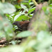 Rusty-belted Tapaculo