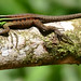 Striped Forest Whiptail (Kentropyx calcarata) young