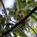 Red-stained Woodpecker, Aconabikh, Tarapoto, Peru October 2018