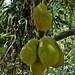 INDONESIEN, Im botanischen Garten von Bogor,  Jackbaumfrucht , 17063/9535