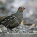 Marbled Wood-quail (Odontophorus gujanensis)