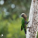 Papegeai maillé - Deroptyus accipitrinus - Red-fan Parrot