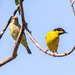 DACNIS, Yellow-bellied