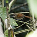 Plain-crowned Spinetail