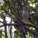 Barred Forest-Falcon _28A6913