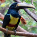 Black-necked aracari