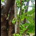 Goa Bilimbi Tree
