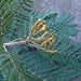 Dimorphandra mollis - Fabaceae Caesalpinioideae