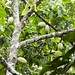 Cacau no Cacaueiro (série com 7 fotos)  //  Cocoa in Cocoa tree (series with 7 photos)