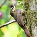 Long-tailed Woodcreeper - foraging for insects
