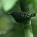 Scale-backed Antbird (Hylophylax poecilinotus)