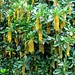 Lanterneira (Lophanthera lactescens)