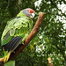 Papagaio-de-cara-roxa