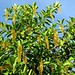 Lanterneira (Lophanthera lactescens)