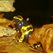 Gelbbebänderter Baumsteiger - Yellow-banded poison dart frog