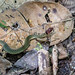 Cobra-verde (Erythrolamprus typhlus) Blind Ground Snake